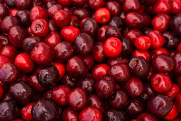 Sweet cherry.  cherry background