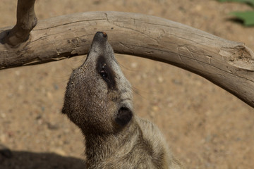 Meerkats on Sand