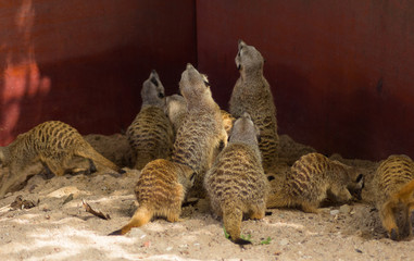 Meerkats on Sand