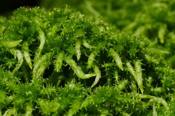 Torfmoos, Sphagnum im Wald