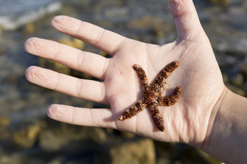 Live starfish in the hand of a girl