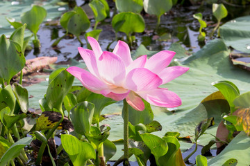 lotus flower inside the big lagoon must go by boat