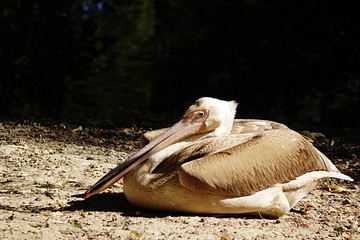 Mature pelican (Pelecanidae) sitting at shore of a small pond in ZOO