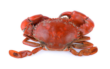 seacrab on white background