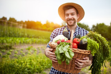 Man holding basket with organic vegetables - obrazy, fototapety, plakaty