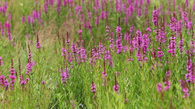 flowering crybaby grass close-up