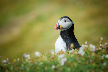 Atlantic Puffin