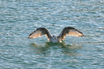 Gull diving, water drops