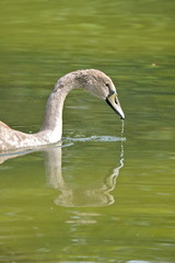 Swan, joung, juvenile