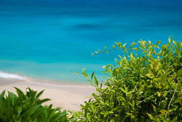 The branches of shrubs in the beautiful turquoise sea