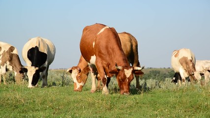 Motley cow nibbling the grass in meadow