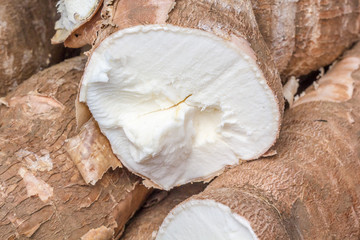 racines comestibles de manioc, manihot esculenta 
