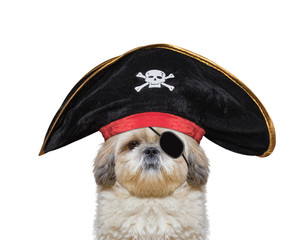 cute dog in a pirate costume