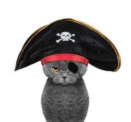cute cat in a pirate costume
