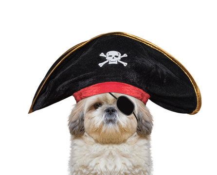 Cute Dog In A Pirate Costume