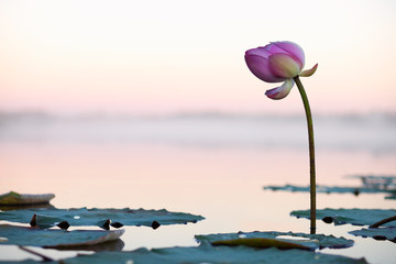 Lotusbloem op de zonsondergang