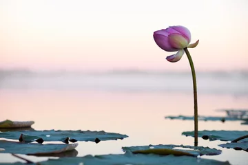 Photo sur Aluminium fleur de lotus Fleur de lotus au coucher du soleil