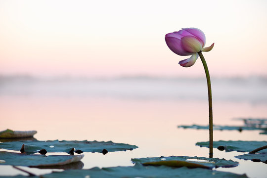 Fototapeta Lotus flower on the sunset