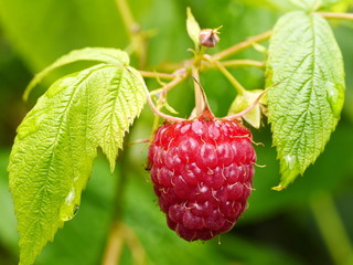 Gartenhimbeere, Rubus idaeus