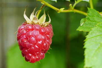 Gartenhimbeere, Rubus idaeus