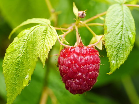 Gartenhimbeere, Rubus idaeus