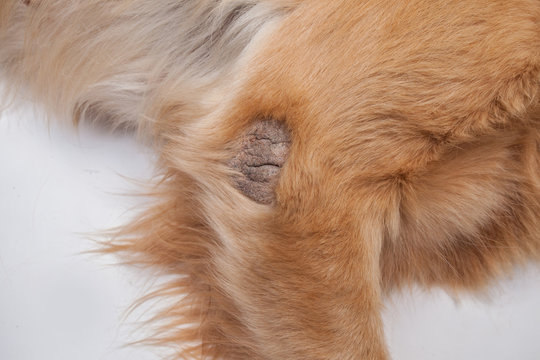 scabies in brown dog for animal diseases image on white background