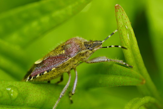 Wanze, Palomena prasina