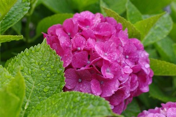 Hydrangea after the rain