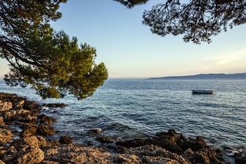 Fototapeta na wymiar Pine seaside of Adriatic sea, Croatia, Dalmatia Makarska coast