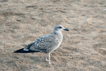 Seagull on the sand