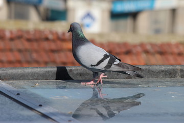 male pigeon standing on roof tiles in a spring day, looking for a mate