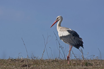 White stork (Ciconia ciconia) on the spring field