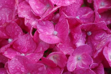 Hydrangea after the rain