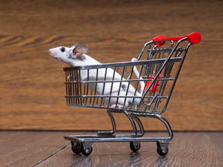 Grocery supermarket trolley and white mouse in a basket. Concept - pet products, supermarket or online.