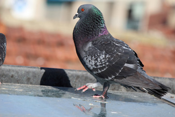 male pigeon standing on roof tiles in a spring day, looking for a mate