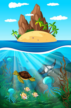 Sea animals swimming underwater