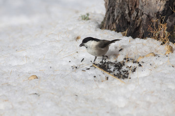Bird in the snow