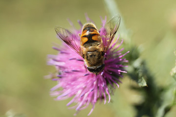 bee collects nectar