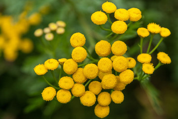 Yellow flowers as a floral background.