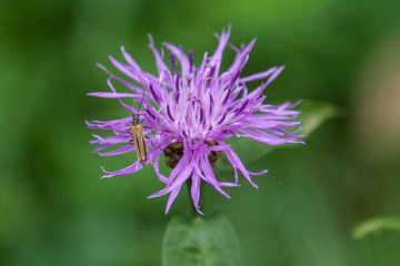 Close-up of beetle on a purple flower.