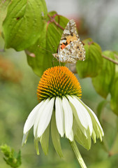 A Small Tortoiseshell butterfly (Aglais Urtica) on White Swan Echinacea flowers, also known as Coneflowers – herbaceous flowering perennial plants from the Asteraceae daisy family.