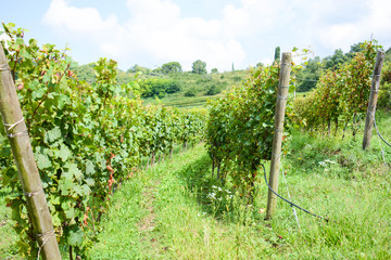 Fototapeta premium italian mountain vineyard