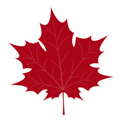 Naklejka premium maple leaf