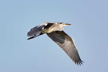 Obraz premium Grey heron in flight