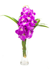 beautiful purple orchid flowers cluster isolated