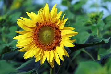 Obraz premium Abeilles et tournesol