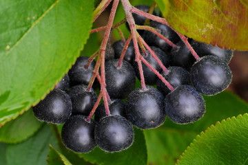 Apfelbeeren am Strauch, aronia melanocarpa