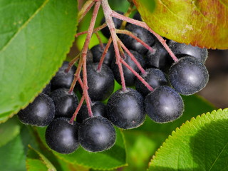 Apfelbeeren am Strauch, aronia melanocarpa