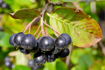 Apfelbeeren am Strauch, aronia melanocarpa