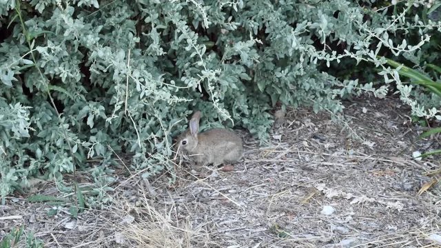 un lapin sauvage dans le jardin